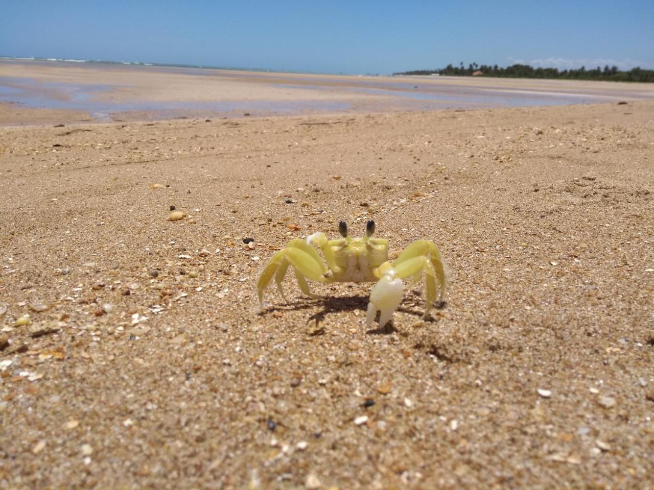 Pousada Refugio Dos Milagres São Miguel dos Milagres Buitenkant foto